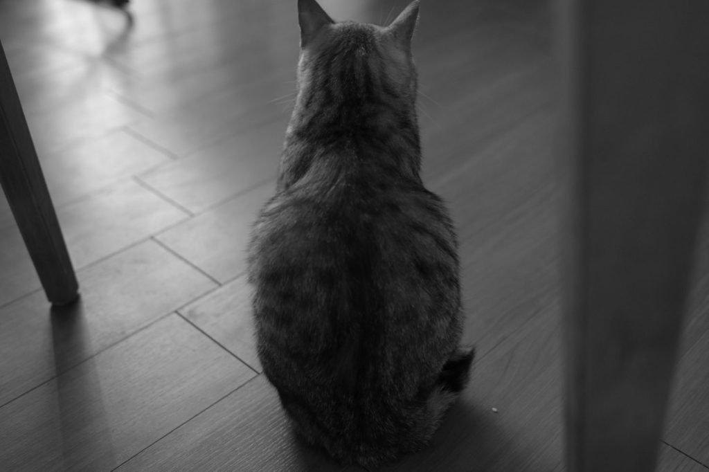 月見の翌日の侘しさ、20240918