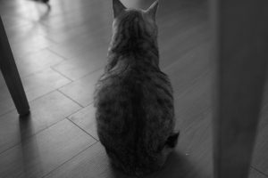 月見の翌日の侘しさ、20240918