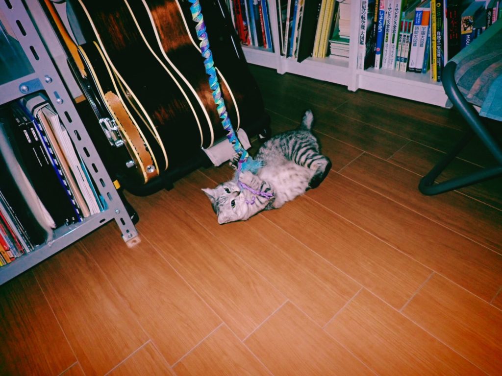 この猫のこと、第二回、基本的性質、20241110