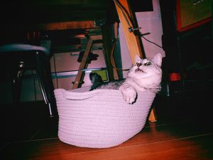 iDとかクイック・ペイとかQRコード決済とか交通系ICとかいまだによくわかっていない、20241014