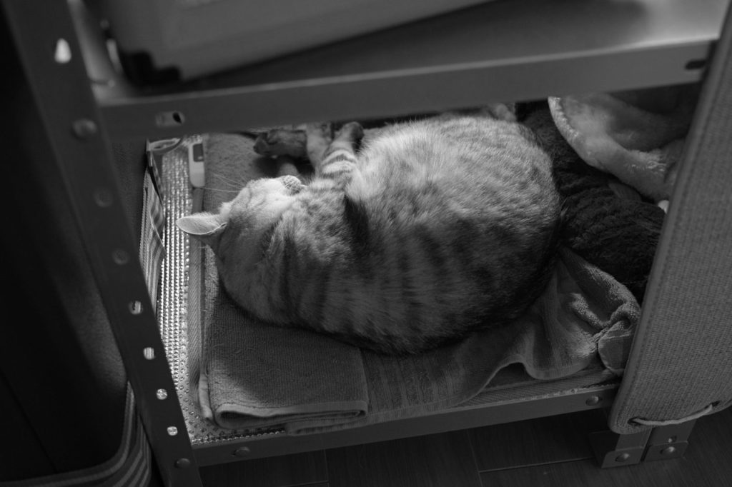 ぼおーっと、今夜も川端茅舎、20241204