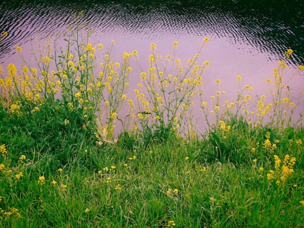 近所、調布、野川、20250327