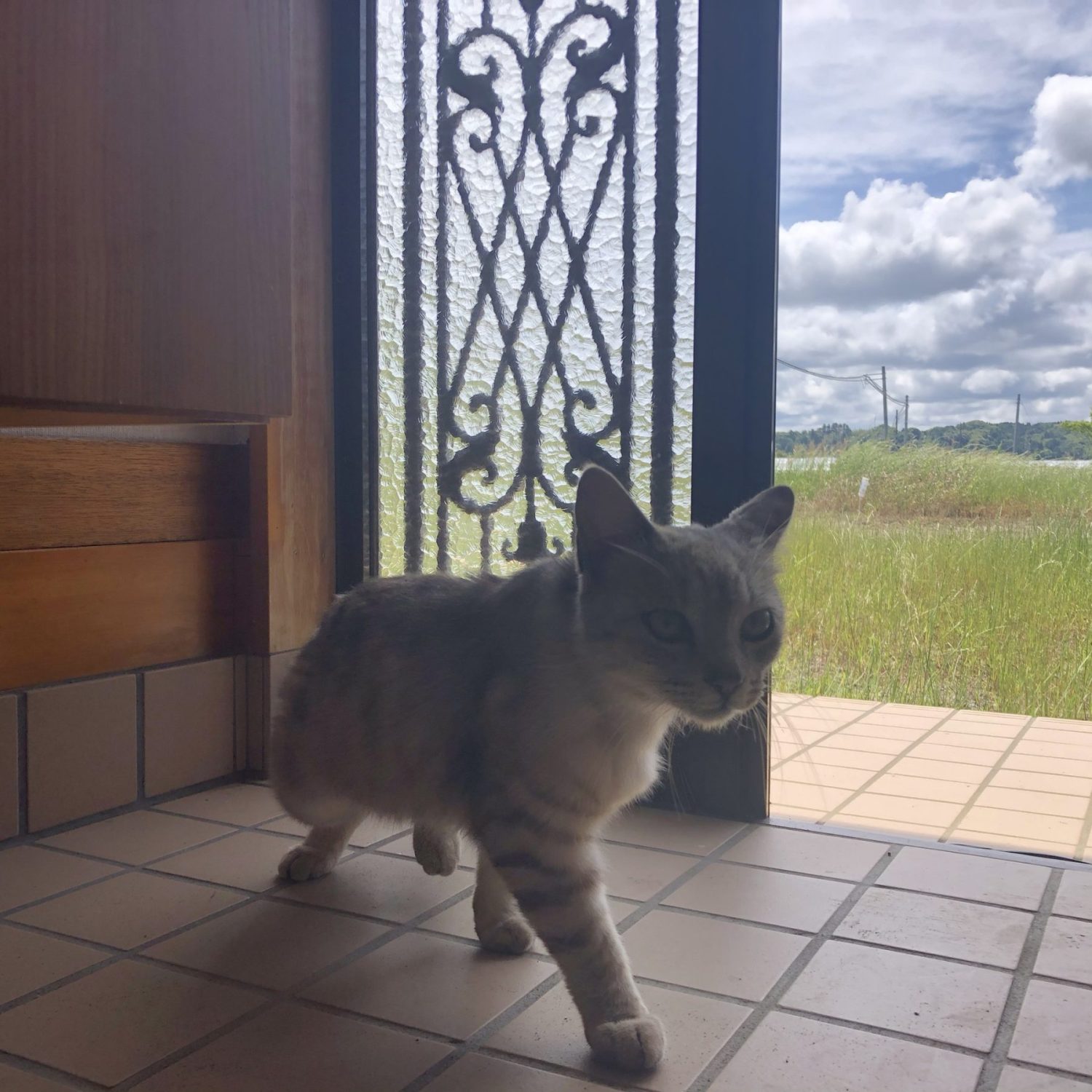 この猫のこと、第一回、5月のメイ、20241030