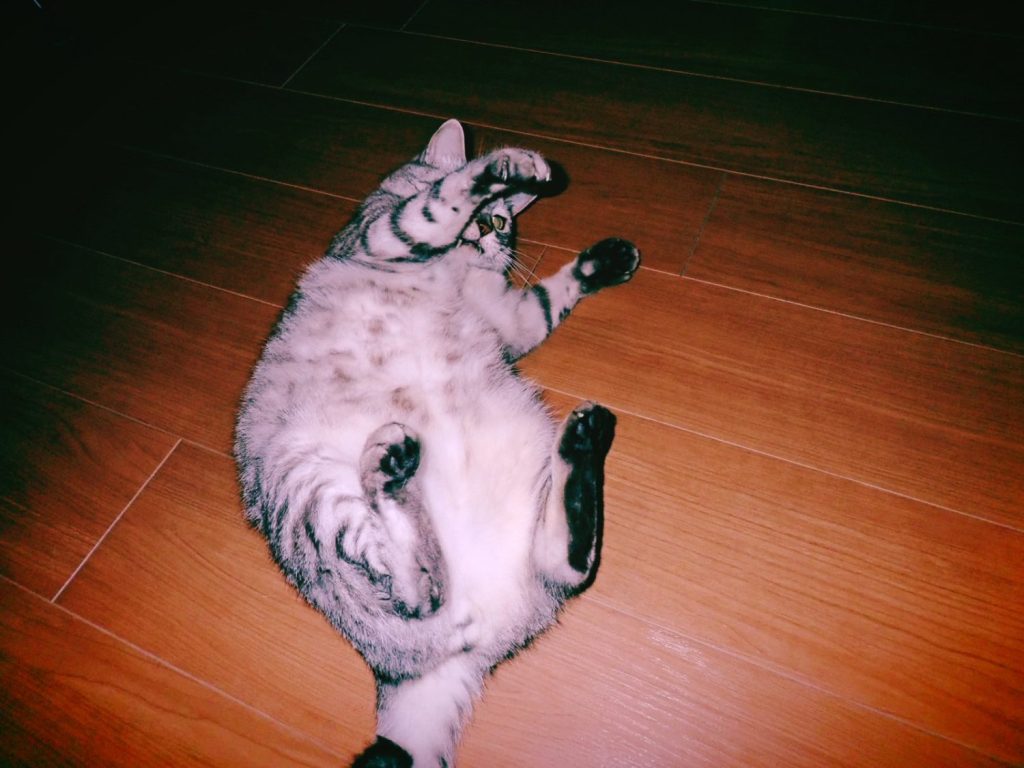 高梨もサインツも負けた、20240915