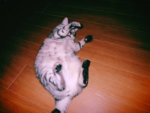 高梨もサインツも負けた、20240915