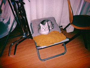 猫をそばに置き雑務に仕掛かる、20250204