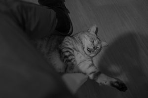 仕事と哲学史とペース走、20241111