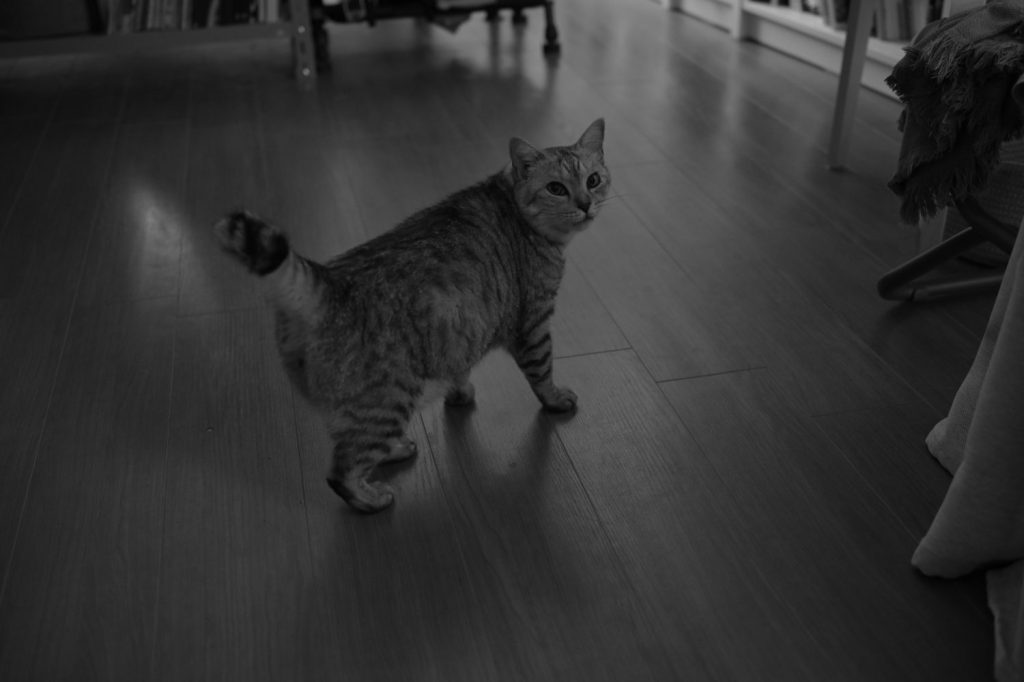 サンスポ買って、ナイターみて泣いた、20240914