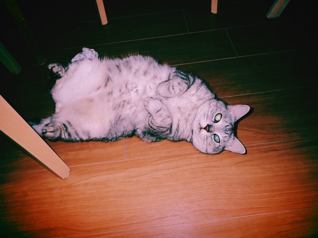 桃の節句に甘酒を飲む、芭蕉と鷹女の雛の句、20250303