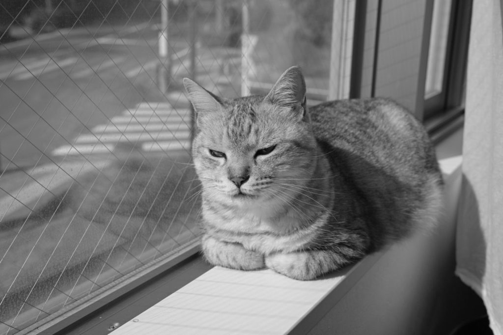 去来の雪の句、完全休養、パスタの塩分濃度、20250206