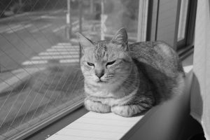 去来の雪の句、完全休養、パスタの塩分濃度、20250206