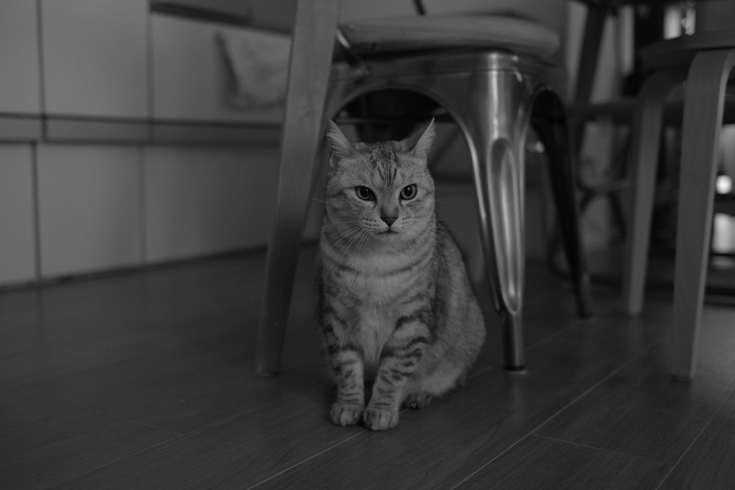 眼鏡を外し集中すべし、20241225