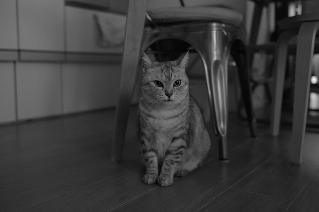 眼鏡を外し集中すべし、20241225