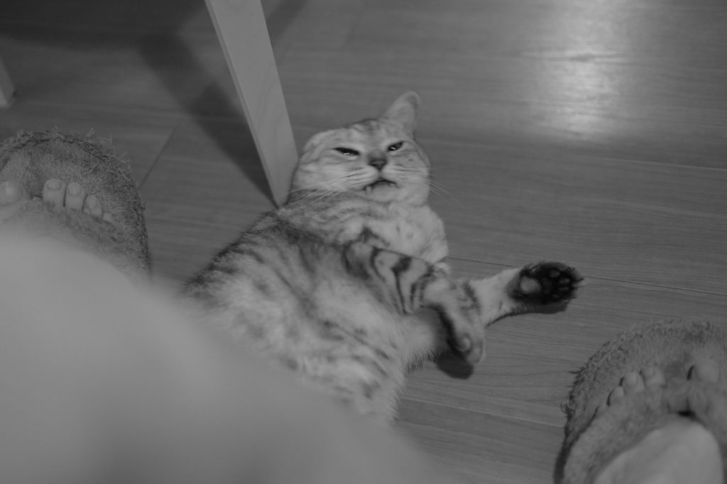 東京をうまく歩けなかった一日、20240924