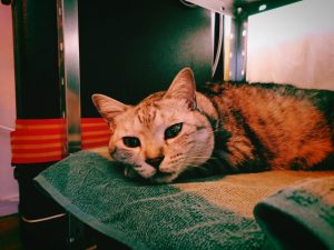 乗り物を駆使し、乗り物を撮る、正直に言い、正直に進む、会話に救われる、20241217