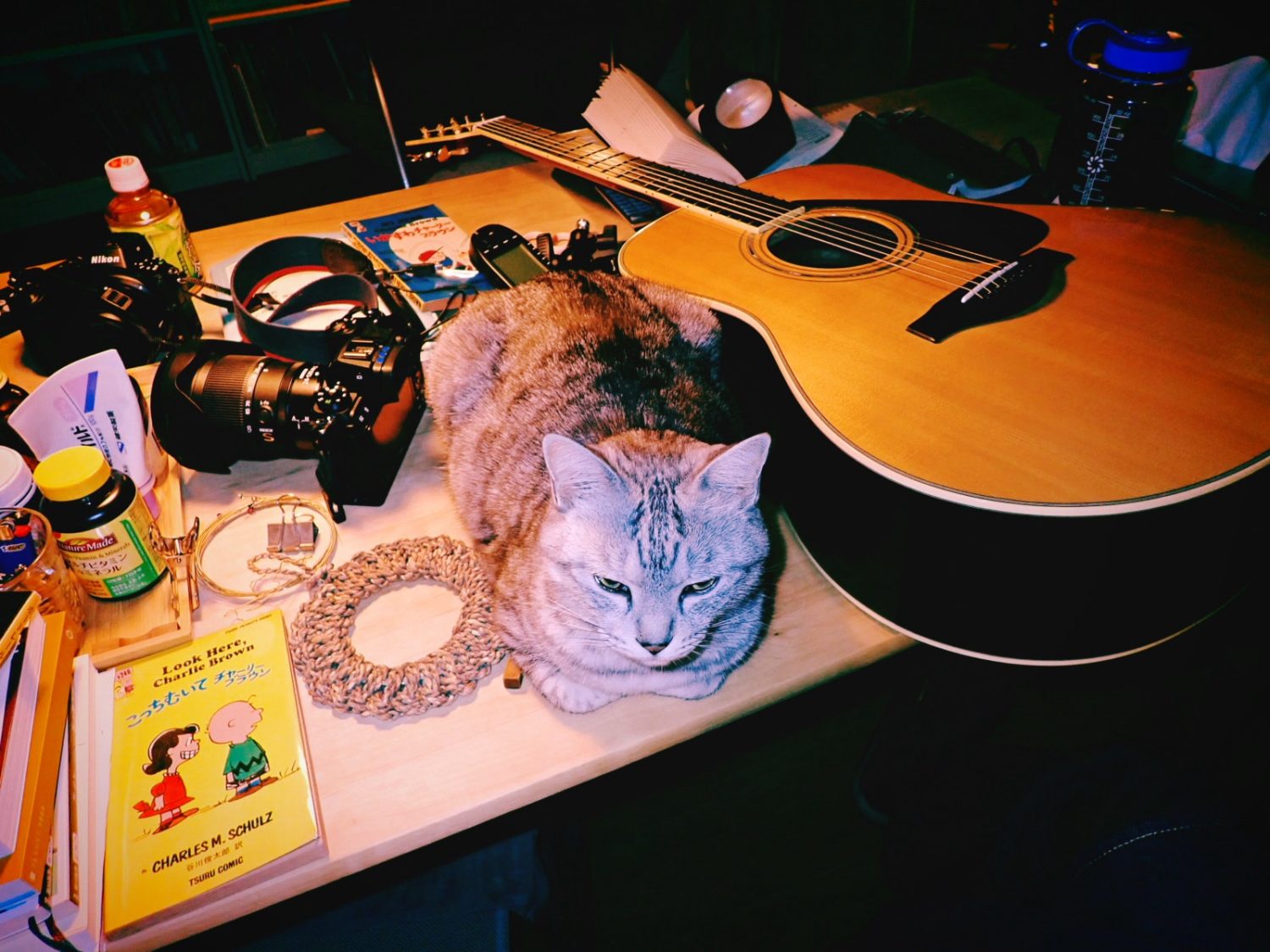 本、ニコン、猫、ヤマハ、20250225