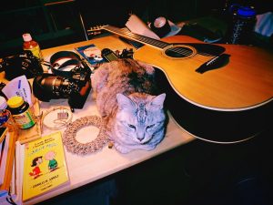 本、ニコン、猫、ヤマハ、20250225