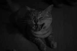 正月の食材を仕入れる、20241230