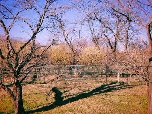 ブリ、ロウバイ、膝、ノラ、20250113