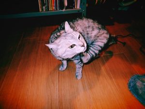 日曜日のカレーとF1、20241208