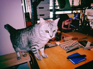 脚が動かない、ブリ、20250114