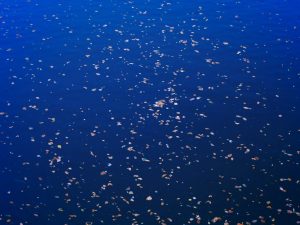 社是原案、20241121