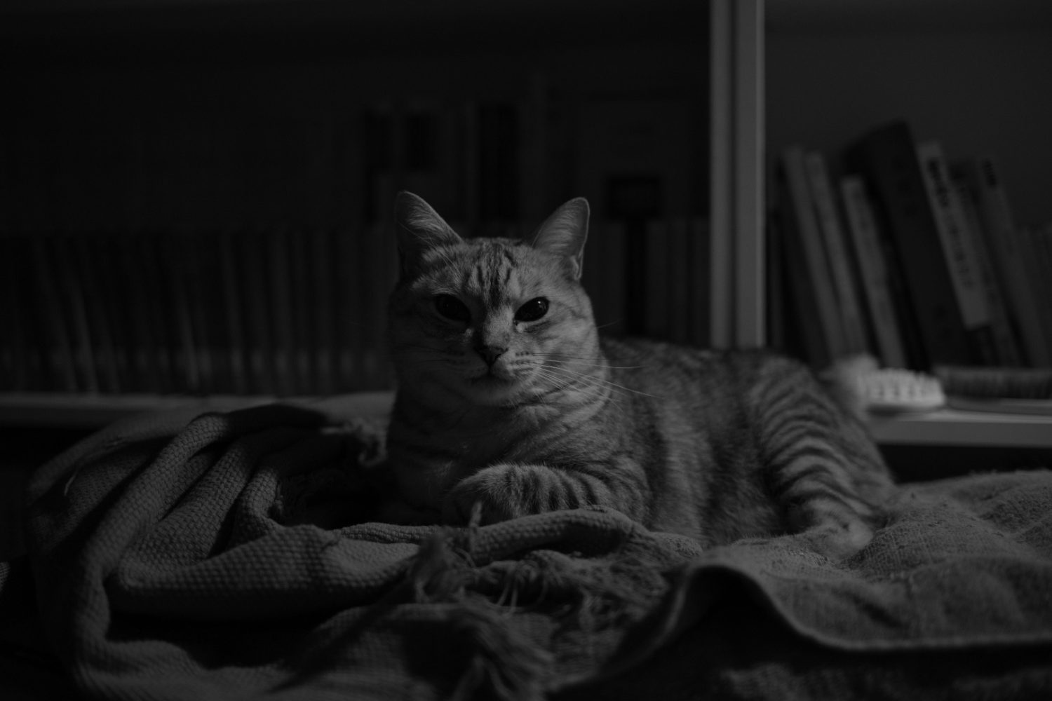 猫に義理を欠いた月曜日、20250127