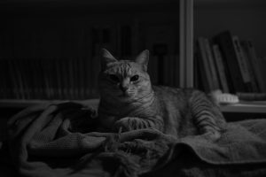 猫に義理を欠いた月曜日、20250127