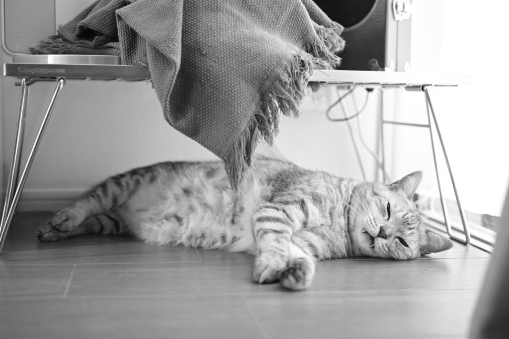 遠くの神宮球場の花火、『また会う日まで』のガツン、ノリスよ、20240825