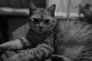 自転車道を照らす待宵の小望月、20240916