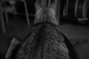 ドッグでログな月曜日、 20241209