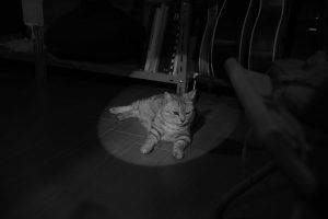 バルサミコ・ソースの鶏肉丼、今永昇太を応援する、20250318