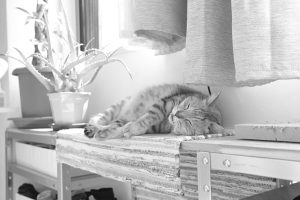 極めて土曜日らしい一日、20240907