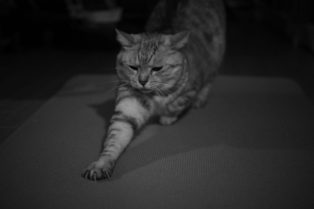 Oasis、Oasis、Oasis、20240827