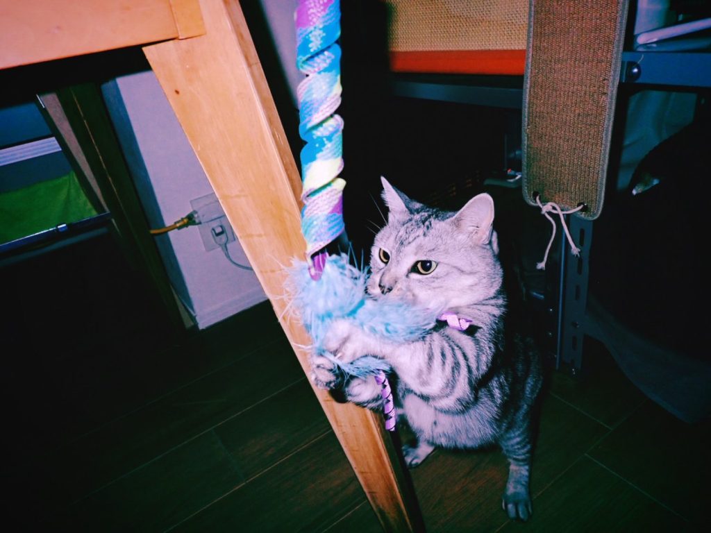 家主よ「Don’t Stop!」、20250107