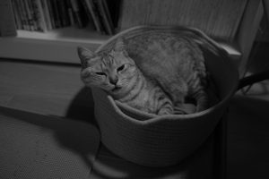 調布飛行場、30キロ走、ゴリラ、カポーティ、20241010