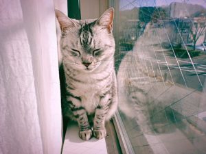 水木しげるの自伝を読む、20250214