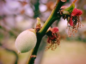 桜、蓮、馬酔木、梅、20250331