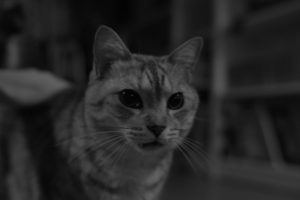 税理士事務所という壁、粗雑さについて、20240919