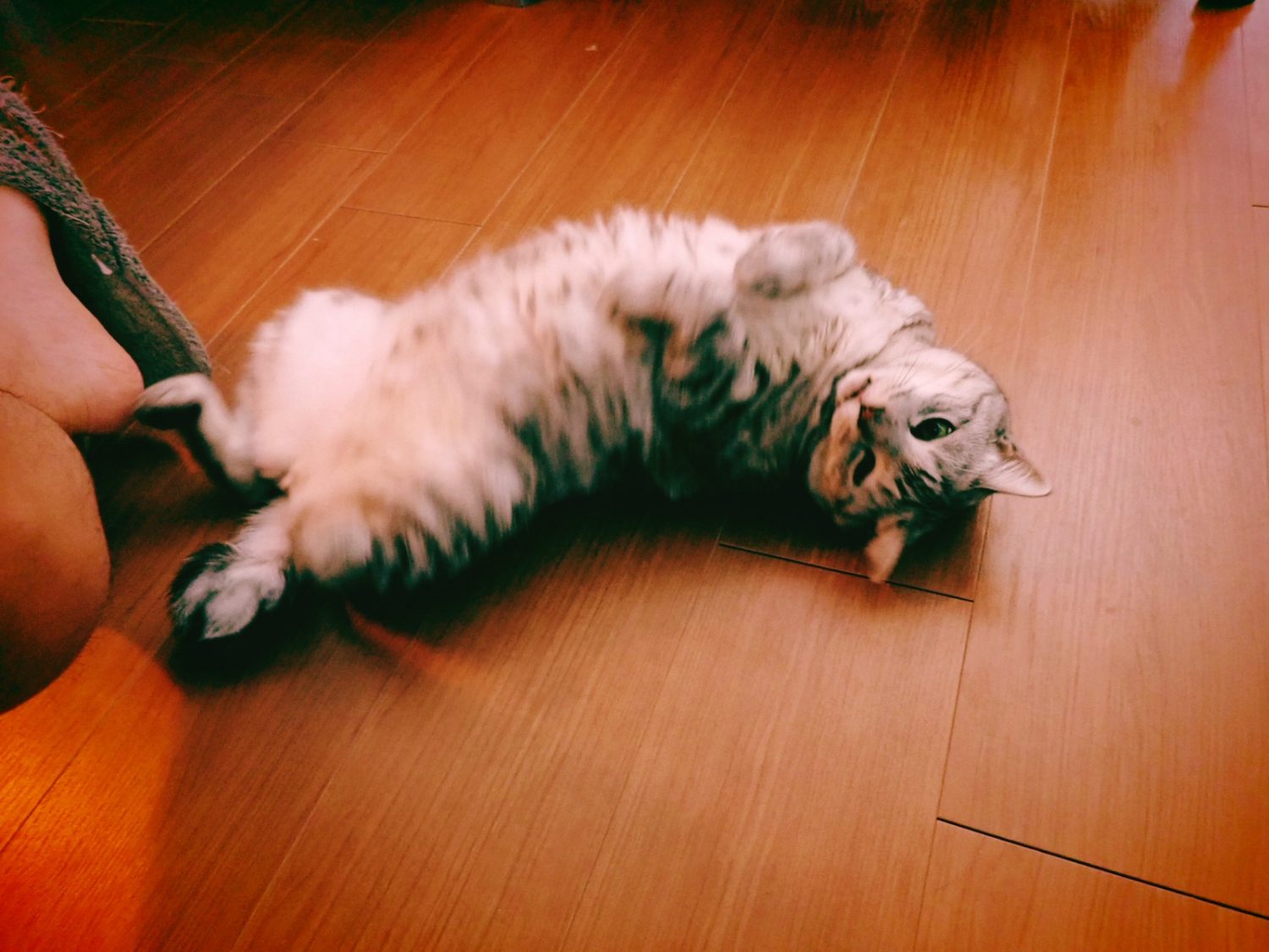 『グレート・ギャツビー』、つば九郎、長岡、キース・ジャレット、20240812