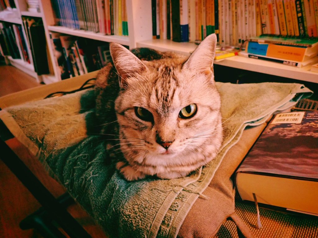 図書館と雷雨、20240819