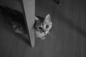 早起きできず自宅で過ごす、吉村の9勝目、20240926