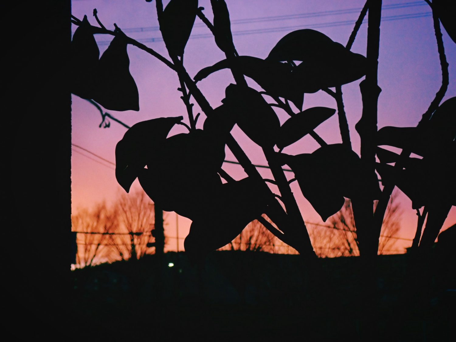 夕焼け、猫、そぼろ丼、20250220