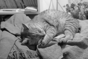 ガツンの翌日を低調に過ごす、ケイト・ブランシェット主演『TAR/ター』、20240903