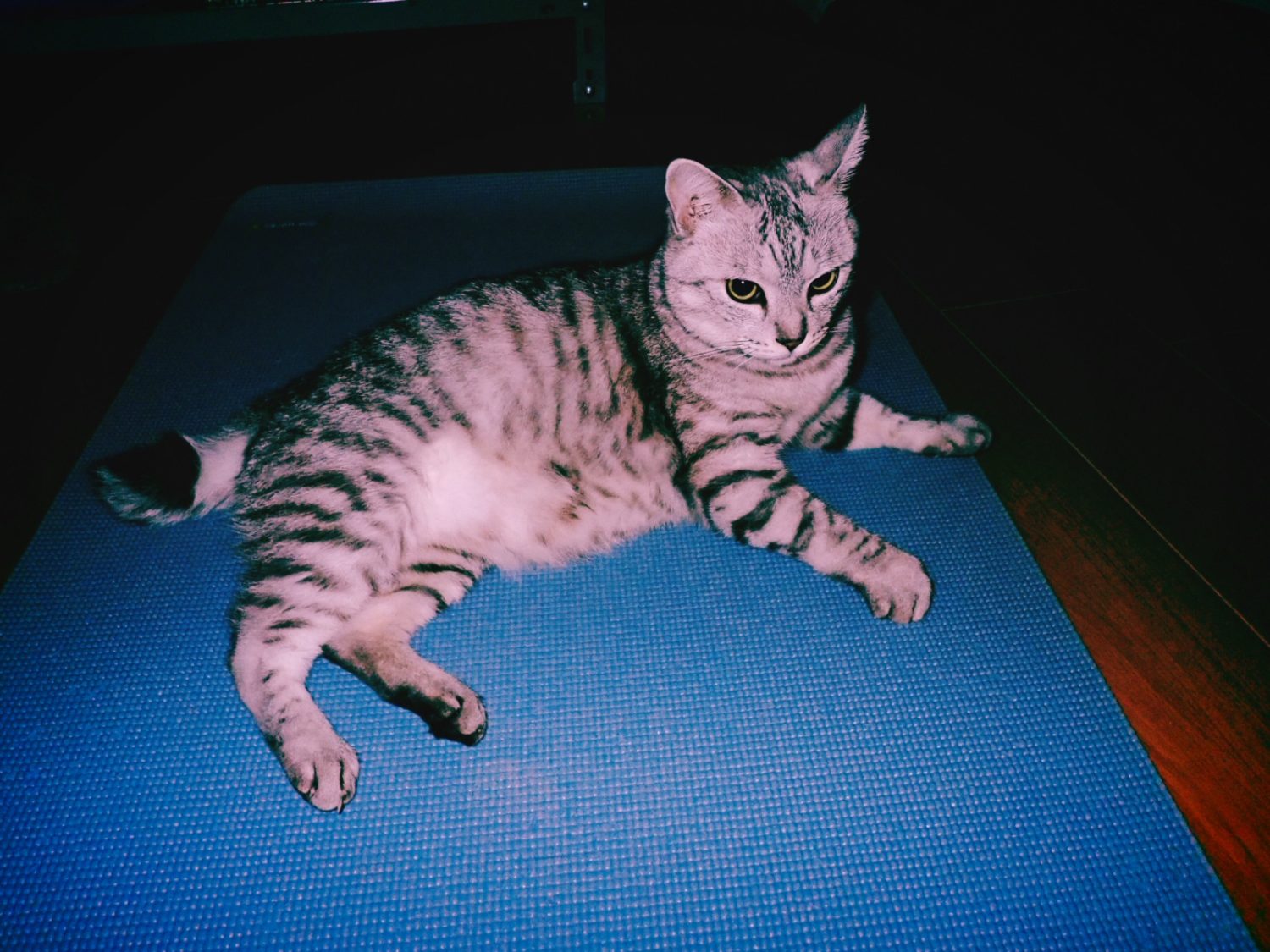 東京での日常に戻る、20241105