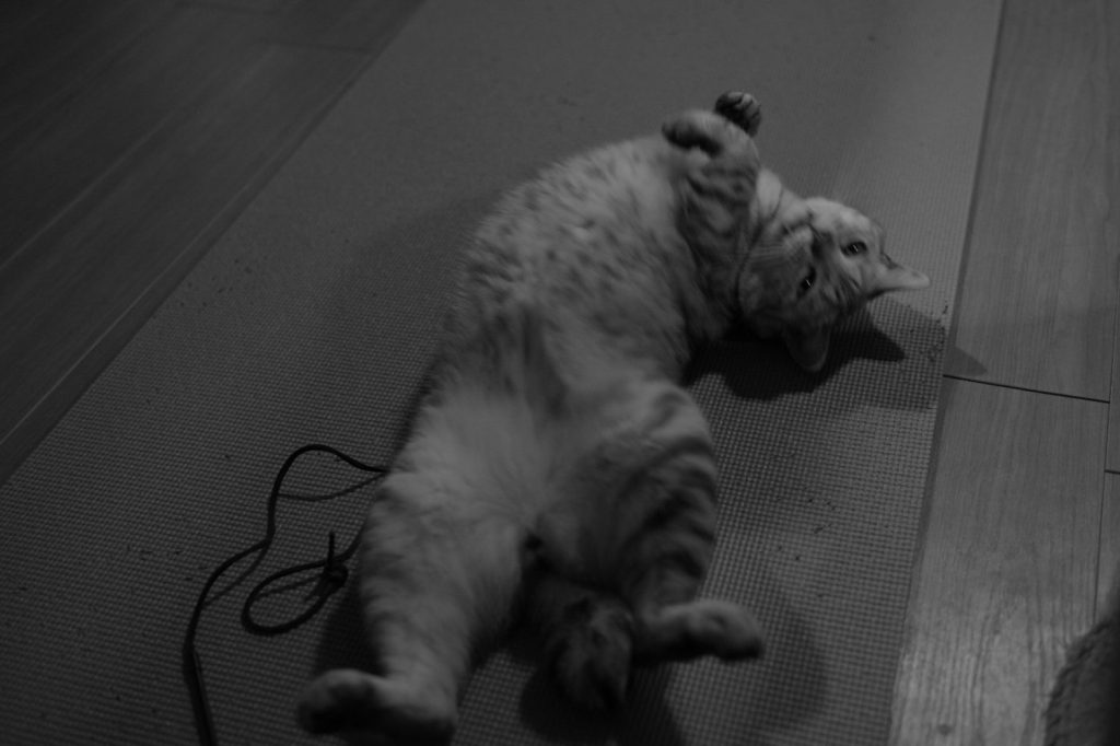 夢十夜はやめる、大きなる月のぼりて、居直って走ることにする、20241017