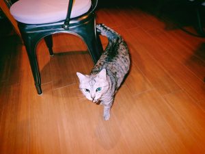 肉を食べきったから大丈夫、20250124