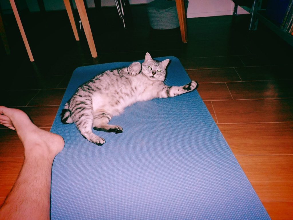 猫と本とランとスイムと粗食と野球、20240817