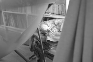 猫と無為に過ごす、20240928