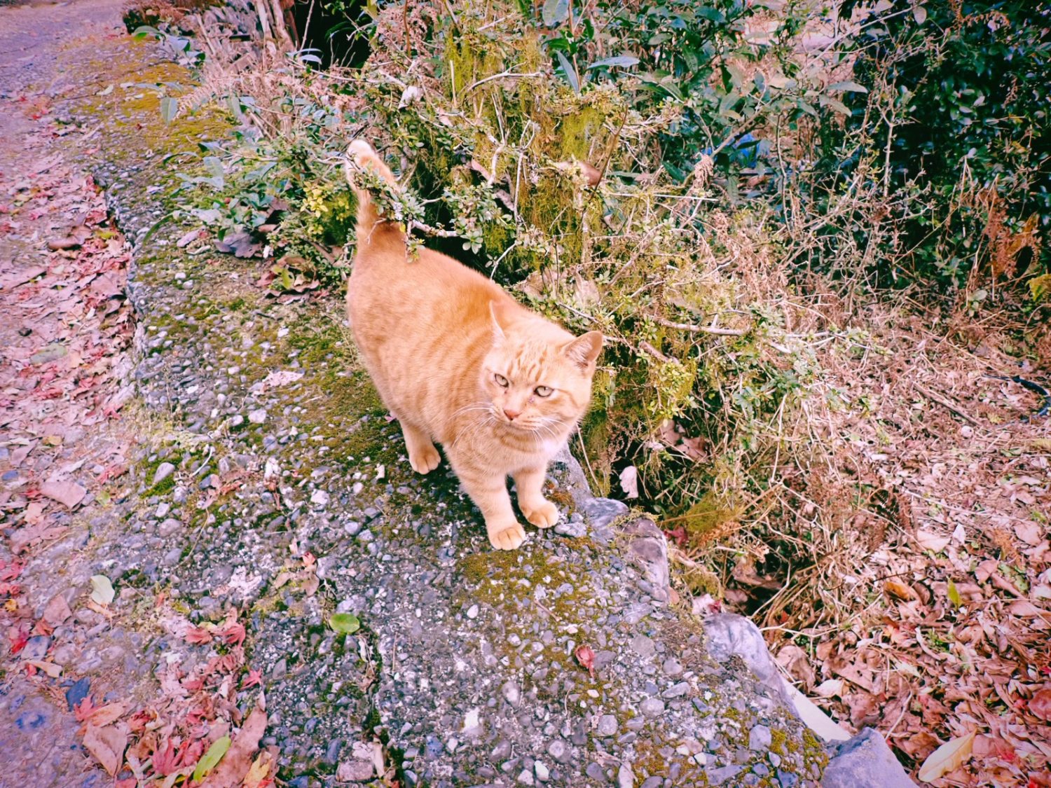 友よ友よ、20241221